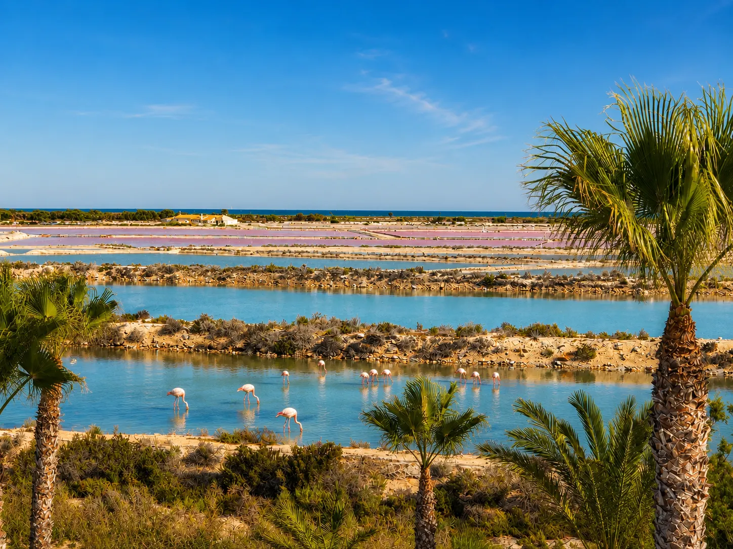 Flamingos at the pink salt lakes of San Pedro del Pinatar